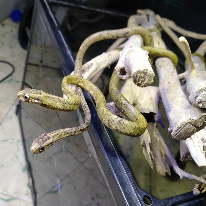 NEW Ready ular siput jerapah aplopeltura boa