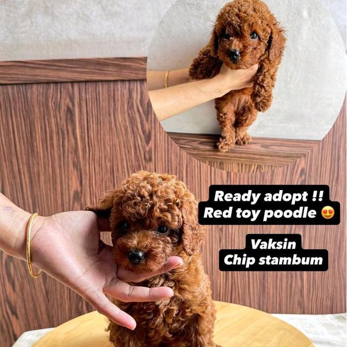 Terbaru Anak Anjing Red Toy Poodle Peliharaan