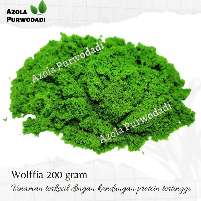 READY Wolffia Arihza 200 gram - Pakan Alternatif Alami