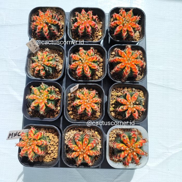 Ready Gymnocalycium Gymno Multicolor Multi Color -Gratisongkir
