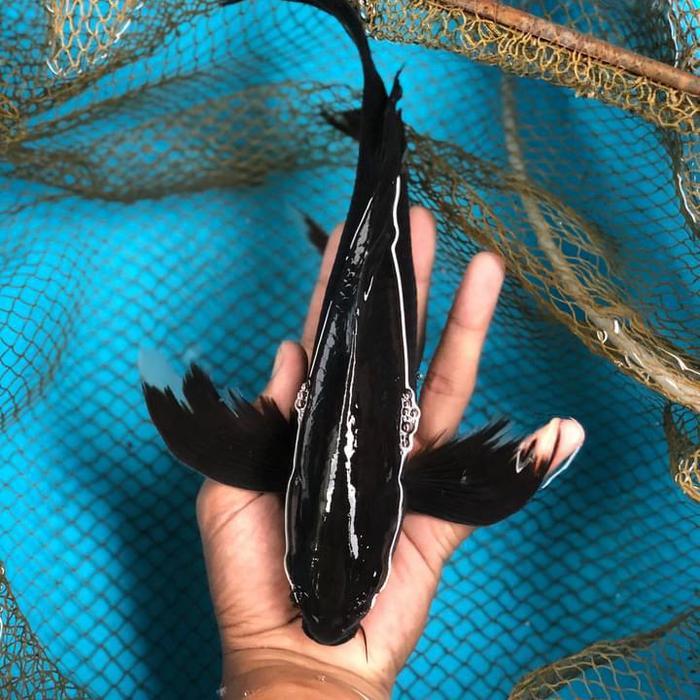Ikan Koi Karasu Slayer 30Cm - Koi Blitar - Ikan Koi Hitam Slayer - Ikan Koi Slayer Terbaru 