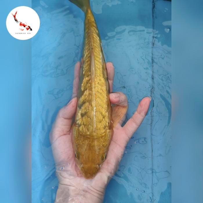 Ikan Koi Penjinak Midori Aragoke 30 Cm Terbaru 