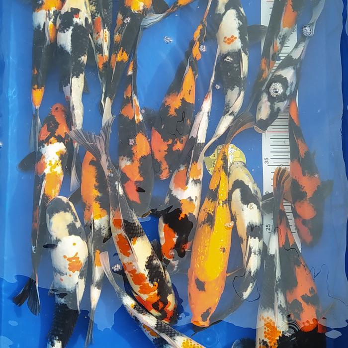 Paket 20Ekor Ikan Koi Showa Shiro Utsuri Terbaru 