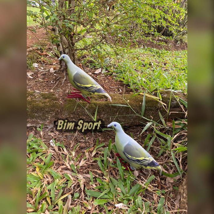 Patung jontrot burung punai hijau - Alat pemikat Burung Punay Hijau