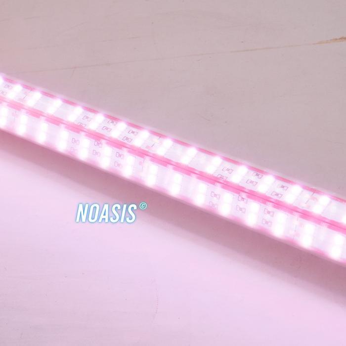 Lampu LED TANNING Arwana 4 D KONTES QUALITY RECENT KTK SFC Arowana