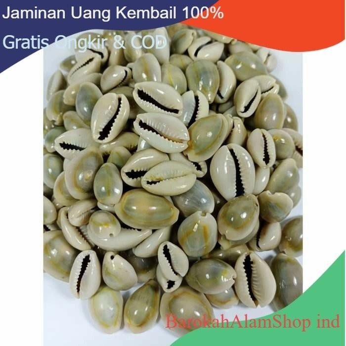 KERANG KEWUK CONGLAK 100GR KODE 768