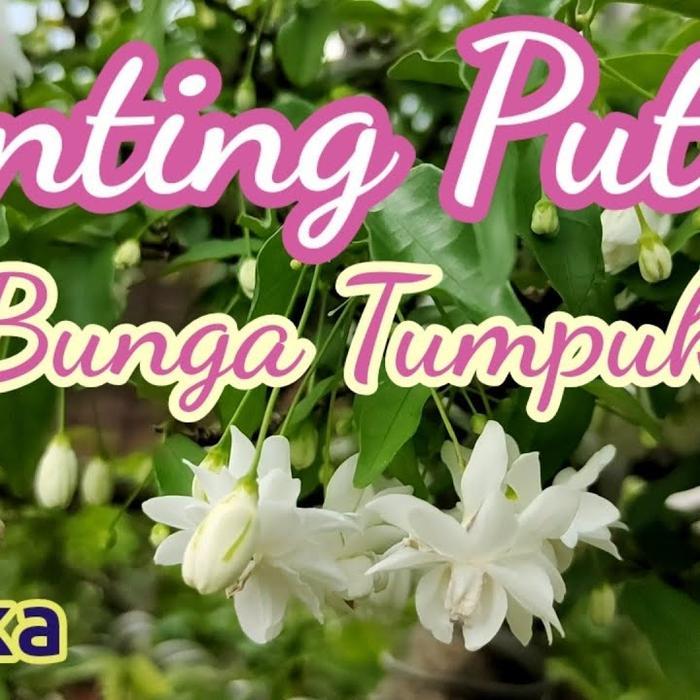 tanaman anting putri bunga tumpuk bunga wangi semerbak bahan bonsai