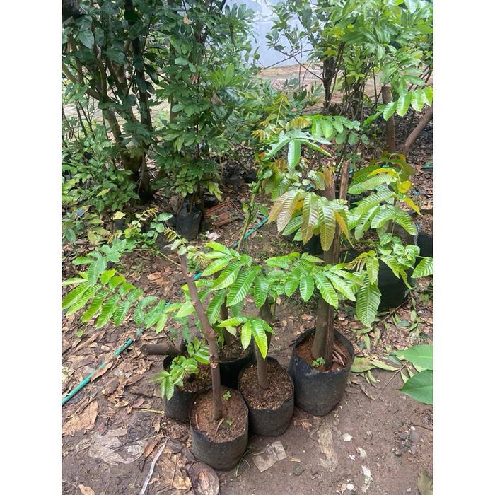 Paket Bibit Matoa Cangkok