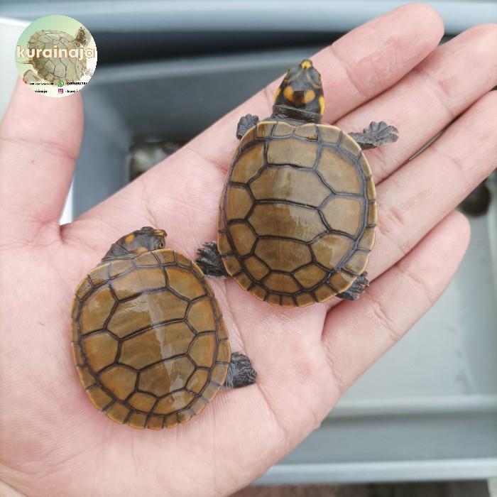 SALE HIASAN BOX - UNIFILIS