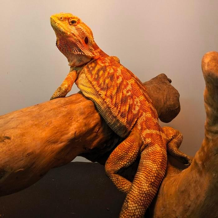 REDAY Terlaris bearded dragon red leatherback female Promo Murah