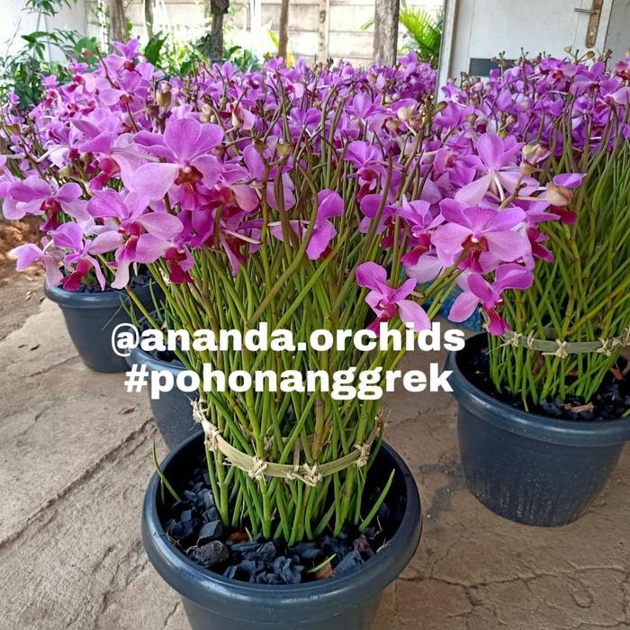 (Paket isi 10) Vanda douglas spike / knop