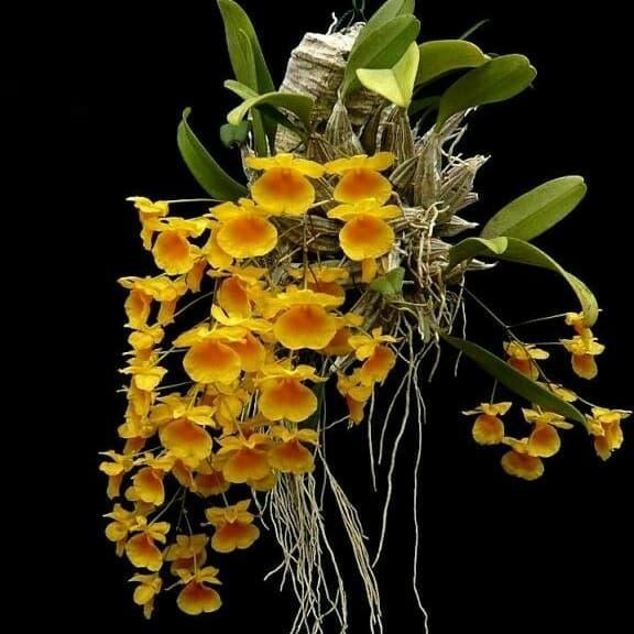 Dendrobium agregatum