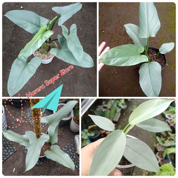 Philodendron Hastatum Silver Sword Philo Pilo Murah Ekonomis
