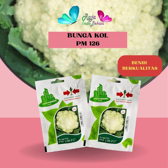 Raflezia Benih Biji Bunga Kol Pm 126 Cap Panah Merah 50 Biji Kembang Kol Pm126 - Bukan Bunga Kol