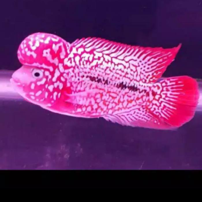 Burayak Ikan Louhan Kamfa Lion King Red Ferrari Crosshead Uk 3-4 Cm Terbaru 