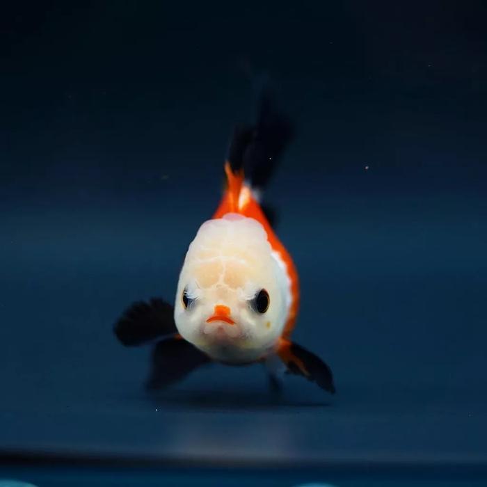 Ikan Mas Koki Oranda Panda & Tricolor Fancy Terbaru 