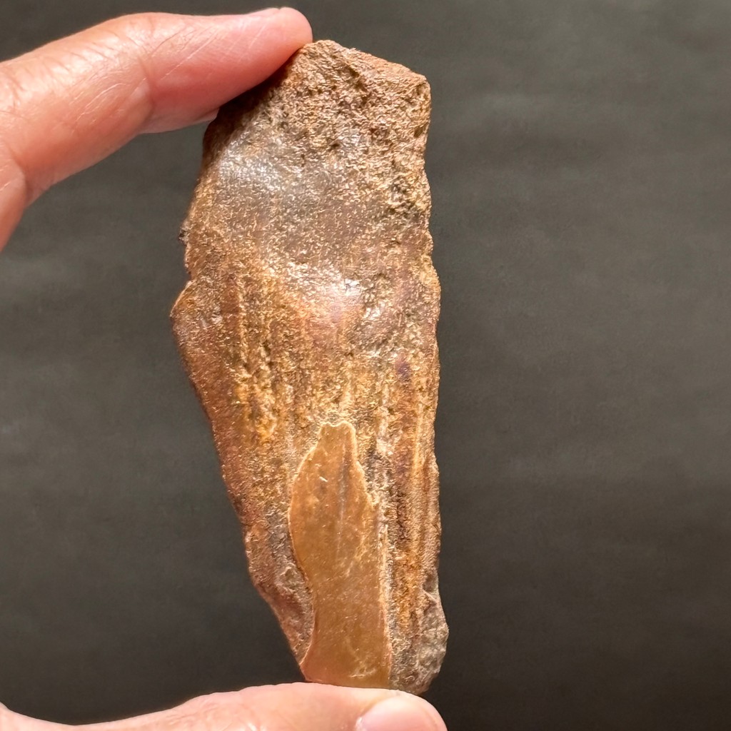 SUPER RARE | Half-Polished Javan Megalodon Tooth Fragment Natural Fosil Gigi Hiu Purba Megalodon Spe