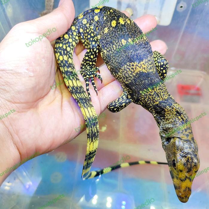 Ready varanus salvator sulfur sulphur monitor