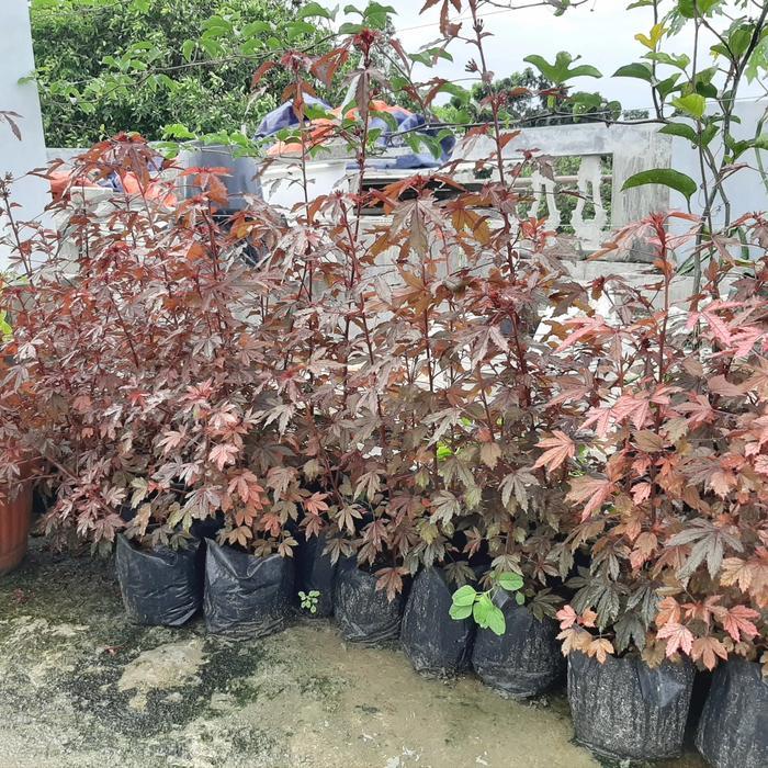 READY Bibit pohon Bonsai Red Maple