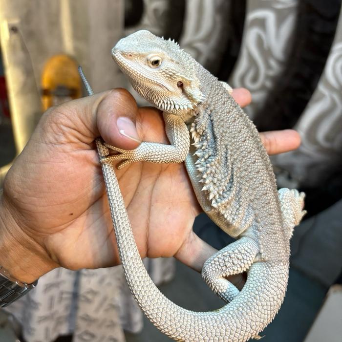 READY GE Bearded dragon zero het hypo trans jantan