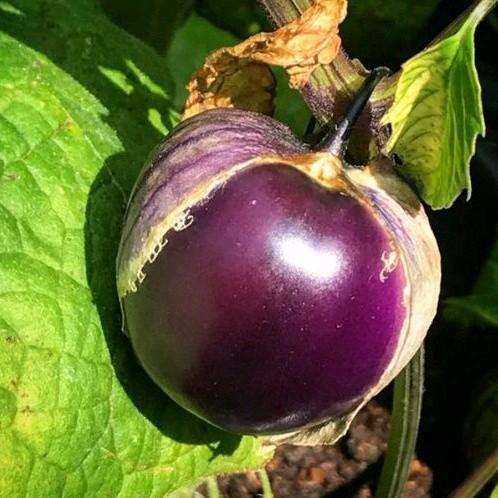15 Butir Benih Buah Ciplukan Ungu Jumbo