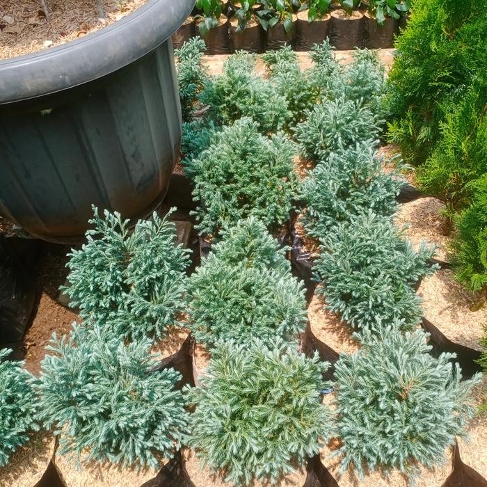 ASLI taan cemara perak besar READY STOCK