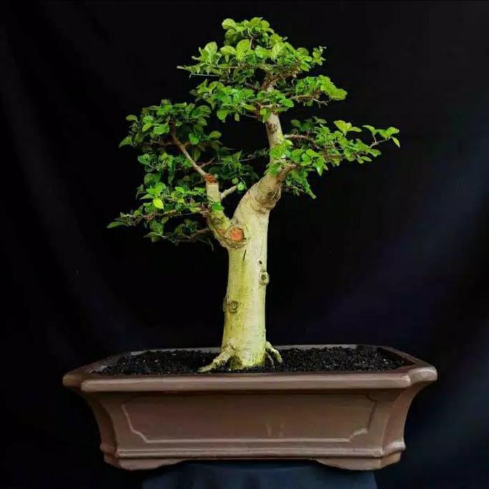 bonsai serut smole tinggal meneruskan tanaman hidup