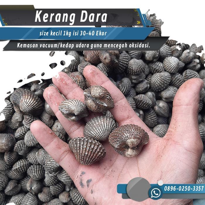 Kerang Dara Jumbo 1kg - Kerang Dara Besar Fresh Hidup