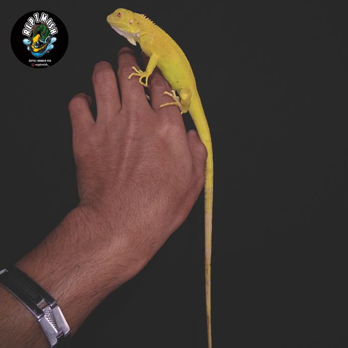 REDAY Terlaris Mainan iguana albino size baby up Promo Murah