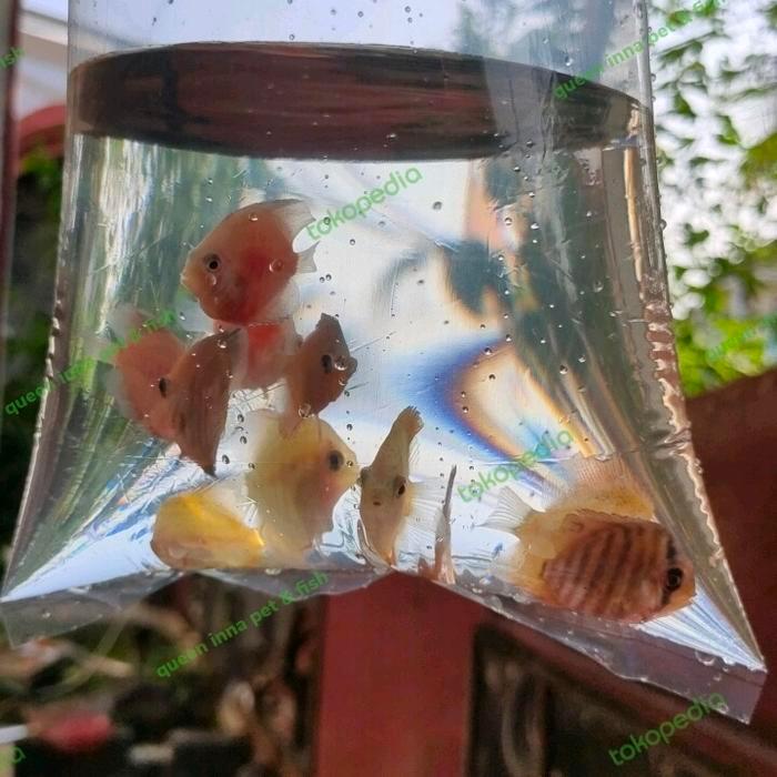ikan discus / baby discus 3 cm mix warna isi 5 ekor