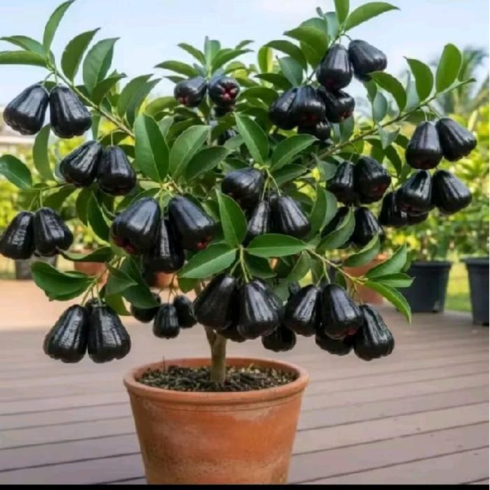 READY PROMO PAKET 3 BIBIT JAMBU AIR(jambu air citra UNGU, jambu air madu KUNING, dan jambu black