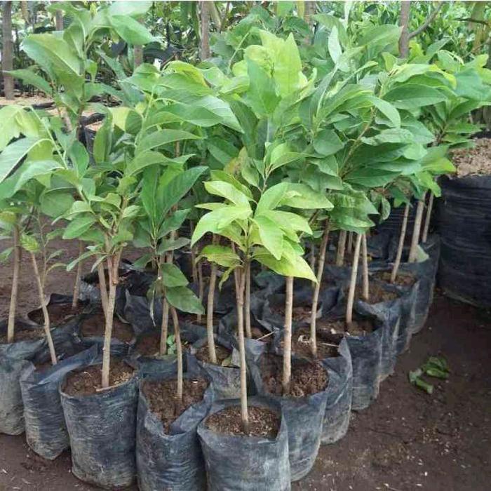 READY Bibit Srikaya JUMBO Hasil Okulasi Cepat Berbuah Tanaman Buah Segar dan Lezat