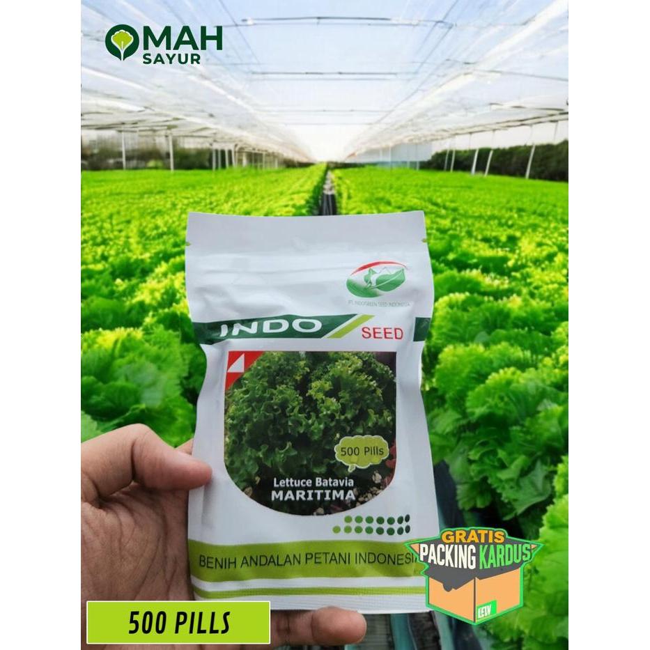 500 Pills Benih Selada MARITIMA Lettuce via By Indo Seed Hijau