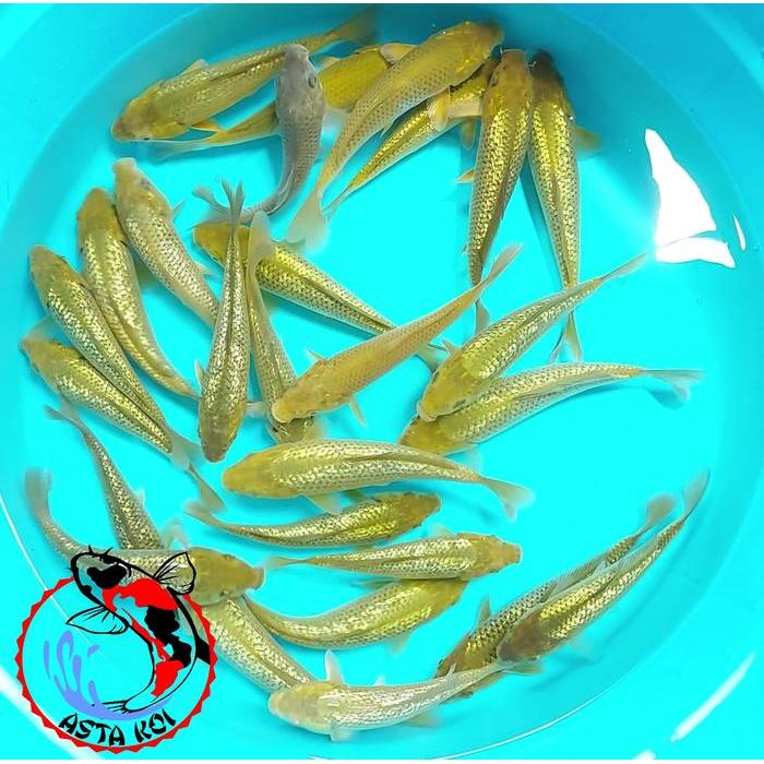 Ikan Koi Chagoi Cagoi Midori Terbaru 