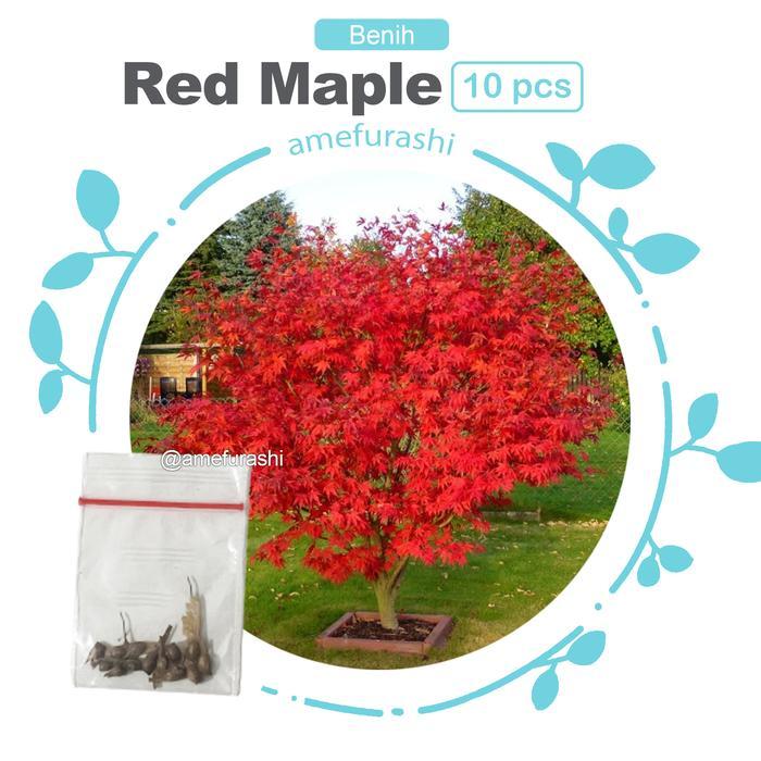 Benih Biji Red Maple Jepang Inazuma Tree Red Maple Pohon Maple Unik