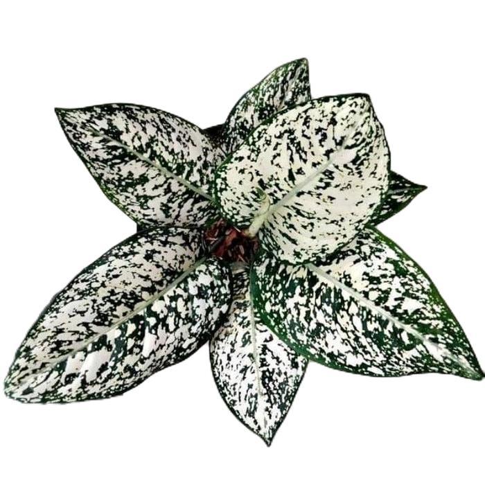 aglonema big leaf - tanamanhias aglonema big leaf - tanaman aglonema