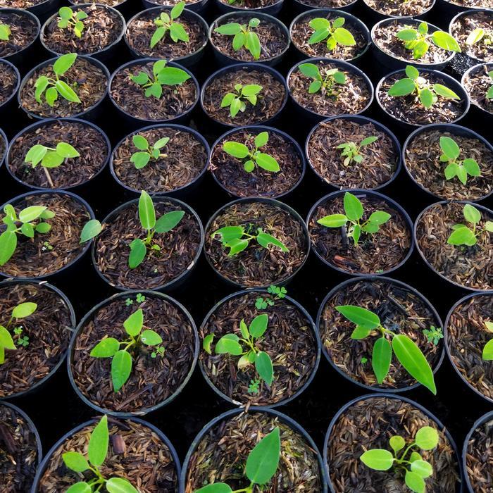 Tanaman Hias Lidah Gajah Anthurium Warocqueanum Baby