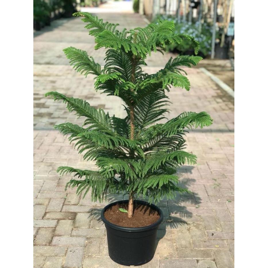 Pohon Natal Hidup Cemara Norfolk Tinggi 1 meter