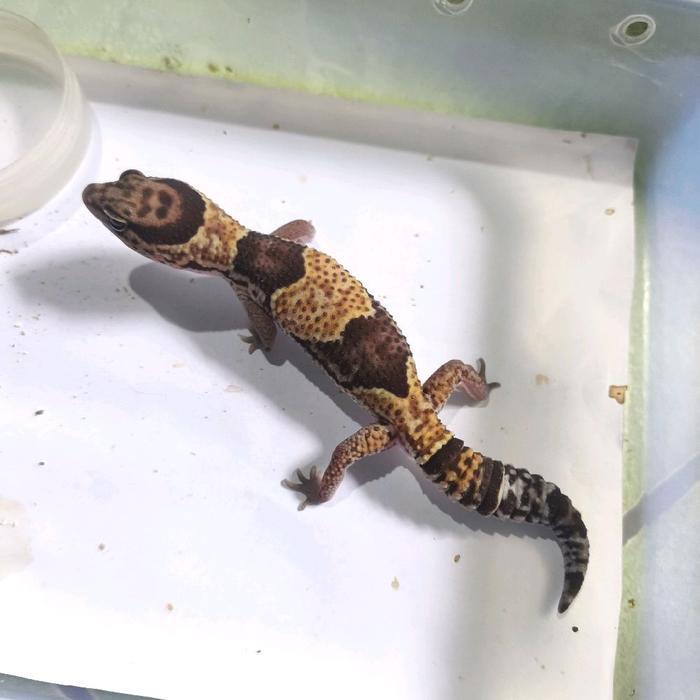 REDAY Terlaris african fat tailed gecko normal het patty jantan Promo Murah