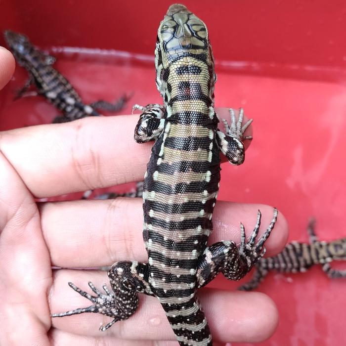 Spesial Promo Blue x Red Tegu Hybrid