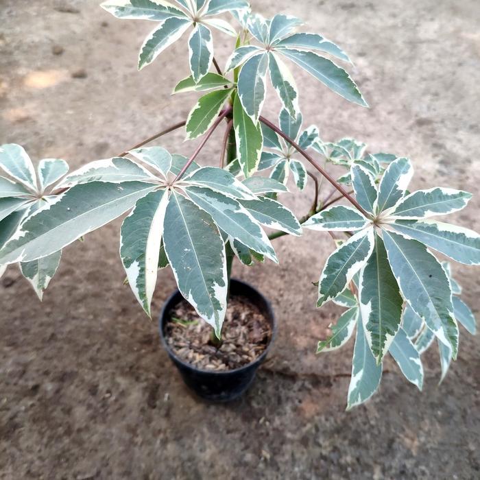 Tanaman kapuk Randu Variegata