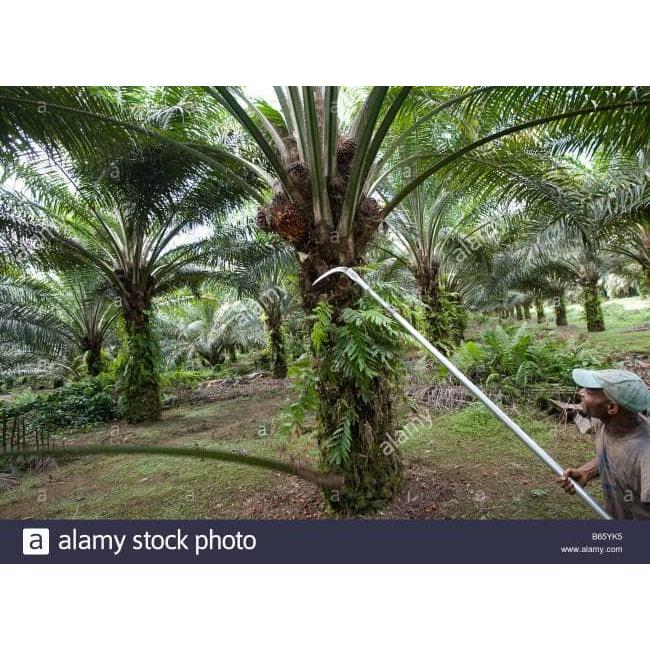 Korea Technologi Mesin Panen Dodos & Egrek Sawit Palm Harvest 2021