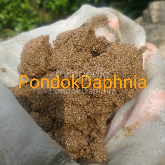 Paket Telur Artemia Air Tawar Isi 10 Kapsul