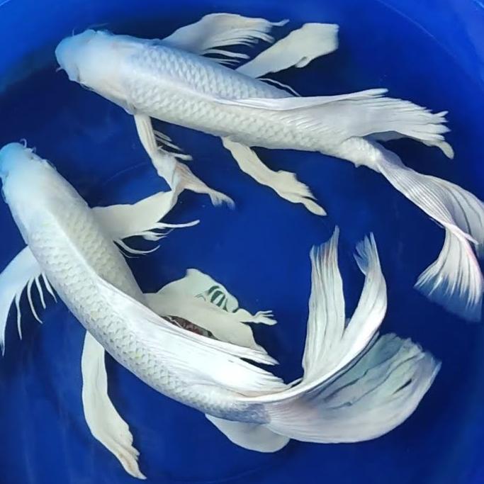 Ikan Koi Platinum Slayer Paket 5 Ekor Terbaru 