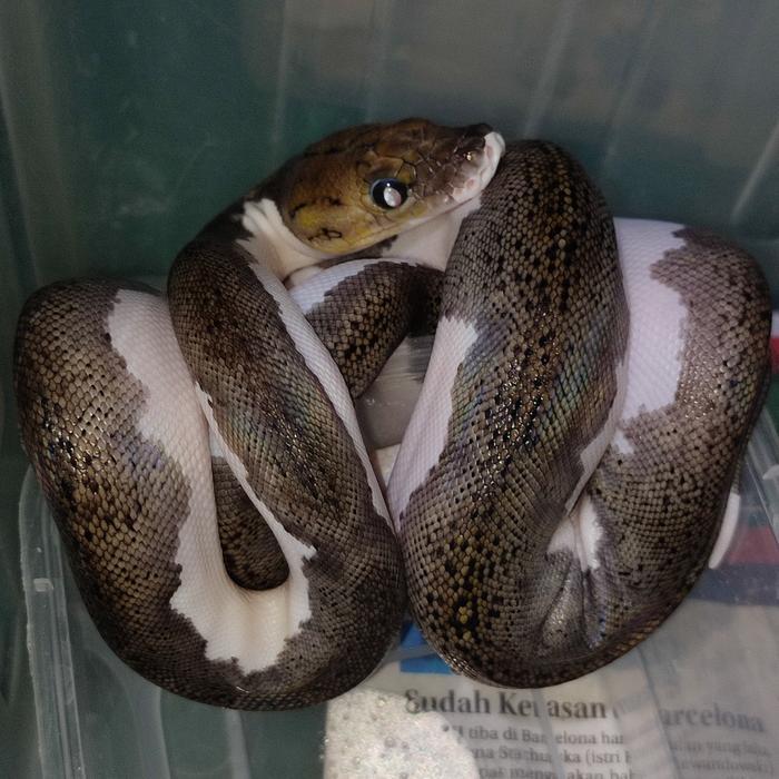 Ready retic tiger pied/piebald 50%het albino size juve
