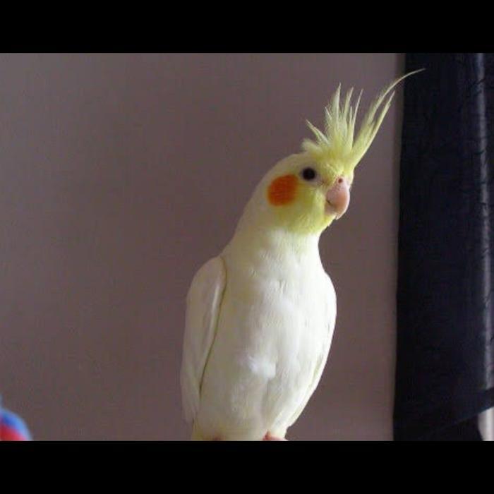 burung falk lutino