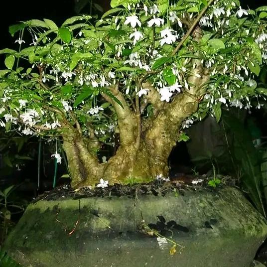 bunga wangi anting putri juga bisa buat bahan bonsai,tanaman hias