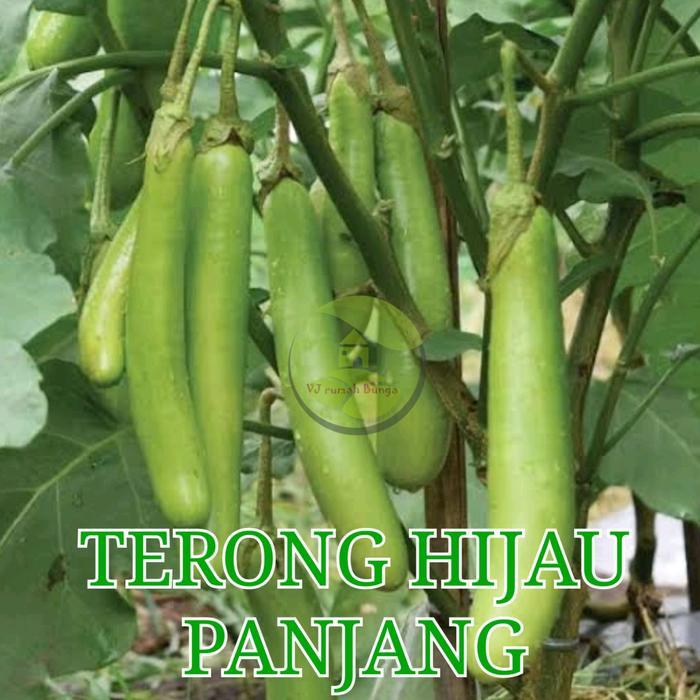 benih bibit terong hijau panjang