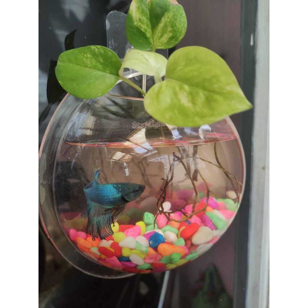 Aquarium Dinding 16,5cm / Aquarium unik/hiasan dinding