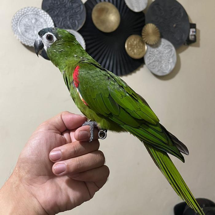 Hans macaw jinak total